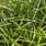 Carex Greenwell