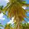 Caribbean Palm Trees