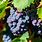 Carignane Wine Grape