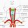 Carotid Artery Position