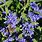 Caryopteris Kew Blue