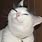 Cat Blinking GIF Meme