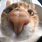 Cat Close Up Camera Meme