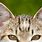 Cat Ears Image