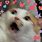 Cat Eating Heart Emoji Meme