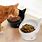 Cat Food Bowl