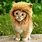 Cat Lion Picture