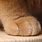 Cat Paw Side View