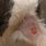 Cat Skin Cancer Lesions