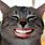 Cat Smiling Human Teeth