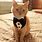 Cat Tuxedo Outfit