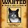 Cat Wanted Poster