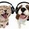 Cat and Dog with Headphones