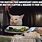 Cat at Restaurant Meme