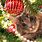 Cat with Christmas Tree