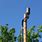 Cell Phone Listening Device On Light Pole