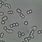 Cell Yeast Contamination