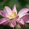 Center of Lotus Flower