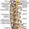 Cervical Spine Foramen