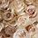 Champagne Colored Flowers