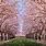 Cherry Blossom Field