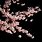 Cherry Blossom Overlay