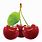 Cherry Fruit PNG