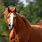 Chestnut Arabian Stallion