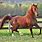 Chestnut Coloured Horse