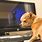 Chihuahua On Computer