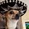 Chihuahua with Mullet Mexican Meme