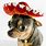 Chihuahua with a Sombrero