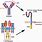 Chimeric Antigen Receptor