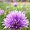 Chive Flowers Edible