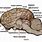 Choroid Plexus Sheep Brain