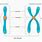 Chromosomal Duplication
