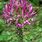 Cleome Spinosa