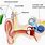 Cochlear Nucleus