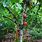 Cocoa Nut Tree