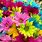 Colorful Bunch Flowers