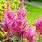 Colorful Perennial Plants