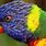 Colourful Tropical Bird