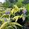 Comfrey Variegated Plant