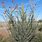 Common Desert Plants Arizona
