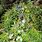 Common Juniper Juniperus Communis