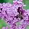 Common Lilac Tree