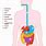 Components of Digestive System