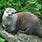 Congo Otter
