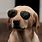 Cool Dog Wearing Sunglasses