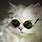 Cool Wallpapers Cat with Glasses